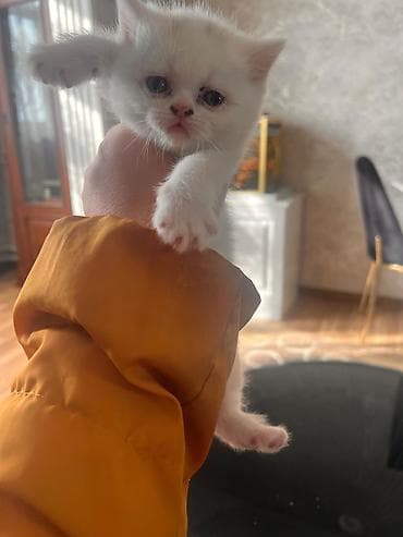 pişiylər: Şotland — 4