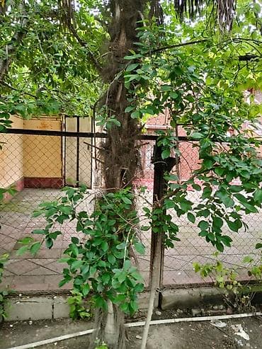 ağaç satış: Satılır: dekorativ palma ağacı (Trachycarpus tipli) Xüsusiyyətlər: - — 4