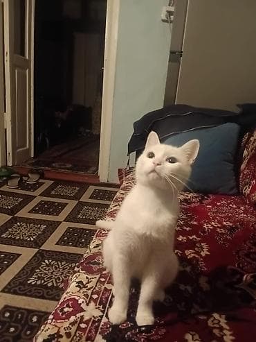 Yaxşı əllərə