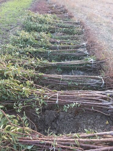 zeytun satışı: Ərik Tingləri . "Saglam Tinglər Saglam Bagçiliqin Təminatidir"🌱 Yeni — 8