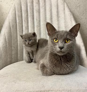 pişik boz: Şotland yastı qulaq — 4