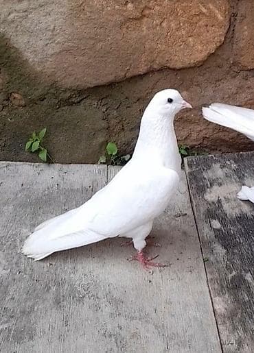 göyercin: Erkey — 1