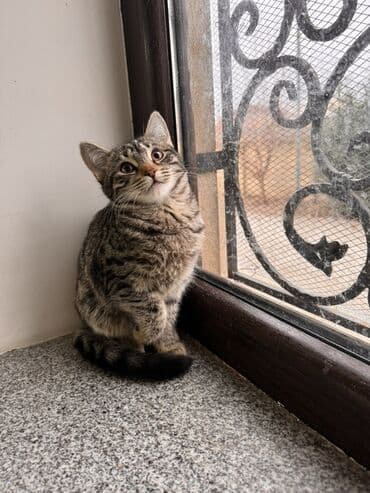 heyvanlara verilen adlar: Tabbi, Dişi, Yaxşı əllərə — 4