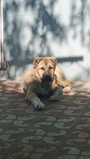 itlerin qiymeti ucuz: Qurdbasar, 4 ay, Erkek — 1