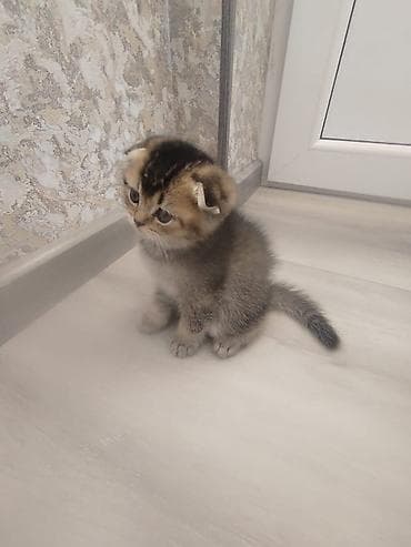 Şotland yastı qulaq