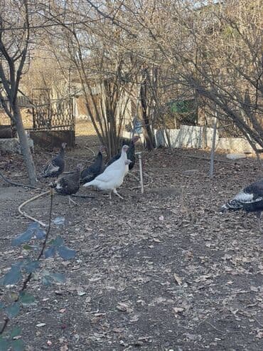 Gəmiricilər: Hinduşka fereleri satılır cavan dı hamısı — 1