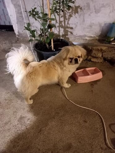 Gəmiricilər: Pekines, 1 ay, Erkek, Peyvəndli, Ünvandan götürmə — 2