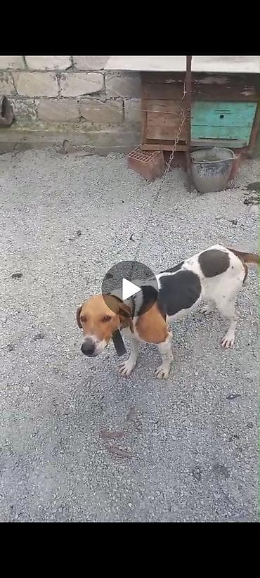 doyuş itləri: Ov tulası satılır. dovşana və cüyürə super öyrənib. kamandalar bilir — 3