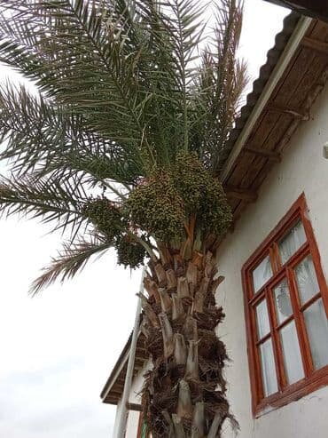 Buket güllər: İran Xurmasi — 3