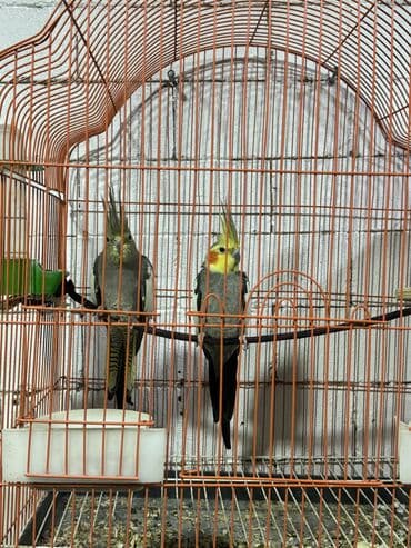 alman coban iti balaları: Nymph paraketləri (cockatiel) – cüt - Növ: Nymphicus hollandicus — 2