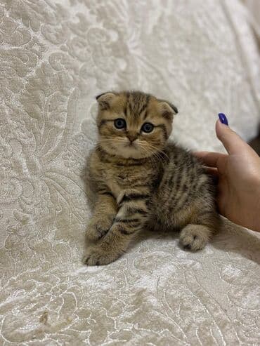 şotlan pişik: Şotland yastı qulaq, Erkək, Dişi, Yaxşı əllərə, Ünvandan götürmə, Pulsuz çatdırılma, Ödənişli çatdırılma — 216