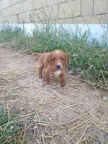İrland Setter bala itlər - Cins: İrland Setter (qırmızı rəngli lalafo.az -da İrland Setter bala itlər - Cins: İrland Setter (qırmızı rəngli