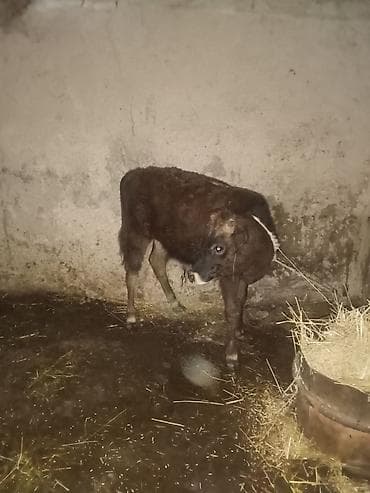 heyvan bazari keci: 6 aylqdi riyalı alci zengin vursun hevan celilabada 1470 deylir — 3