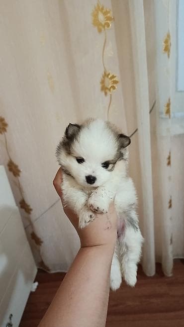 itlərin cütləşmə vaxtı: Şpitz, 1 ay, Dişi, Peyvəndli — 1