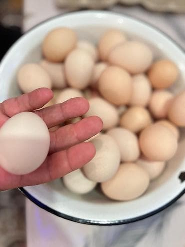Təbii kənd toyuğu yumurtası - Rəng: açıq krem – bej tonları, təbii at lalafo.az Təbii kənd toyuğu yumurtası - Rəng: açıq krem – bej tonları, təbii