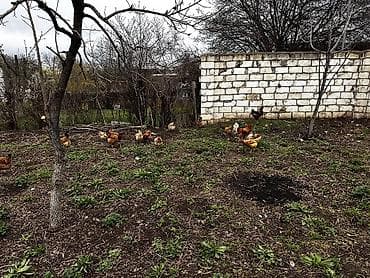 hinduska balasi satilir 2019: Toyuq, Damazlıq, Ödənişli çatdırılma — 8