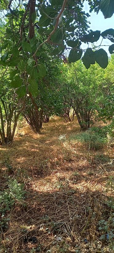 Qarajlar: 50 sot, Mülkiyyətçi, Kupça (Çıxarış) — 4