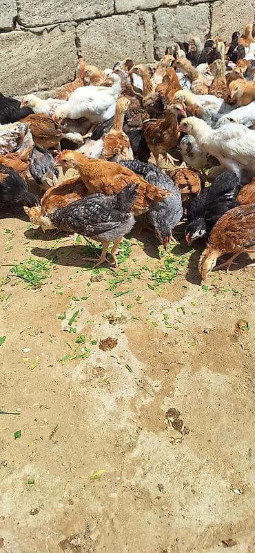 Toyuq cücələri, Damazlıq