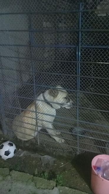 Sahə üçün metal torlu it qəfəsi - Material: möhkəm metall karkas və