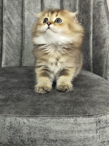 erkek pişik: Şotland yastı qulaq — 6