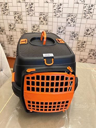 pekines it: Etketde ustunde Tezedir Boyuk pisikcundu — 1