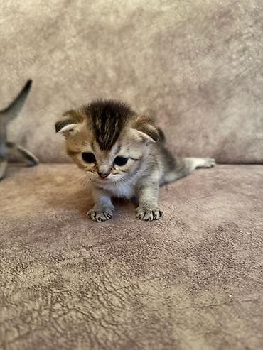 sinsila pisik: Şotland — 7