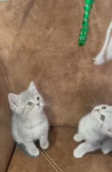 купить тайского котенка: Şinşilla balası – erkək - Gümüşü-boz rəngli, zərif zolaqlı tüklər - — 2