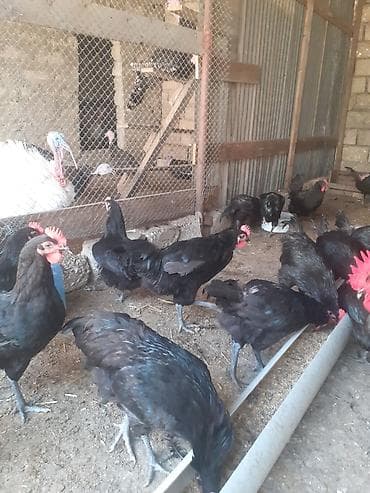 doberman satılık: Alman cinsi.Uzun quyruq Australorp təmiz cins.Xoruzlar satılır.Öz — 5