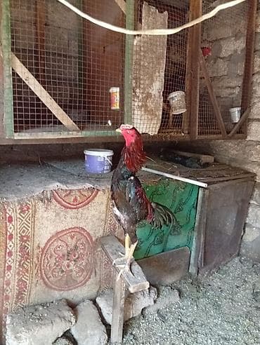 heyratı beçə: Xoruz, Heyratı, il: 1 — 4
