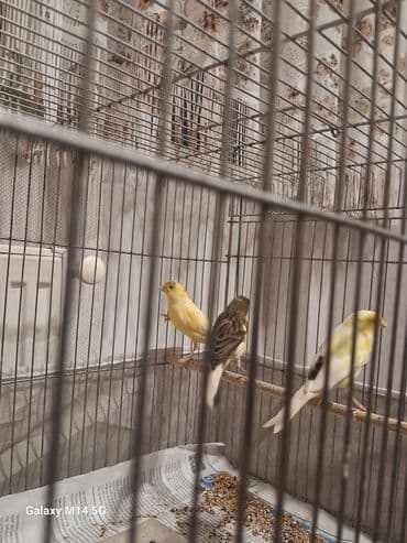 İtlər: Erkək quşlar satılır — 2