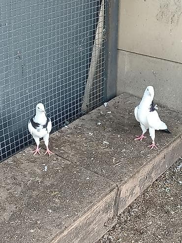 Quşlar: Tək peçat olan qalır qiymət 50₼. ikincisi heç yerdə yoxdu — 5