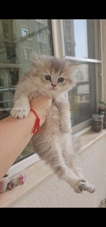 siyamski pişik: Britan, Erkək, Dişi, Yaxşı əllərə, Ünvandan götürmə, Ödənişli çatdırılma — 4