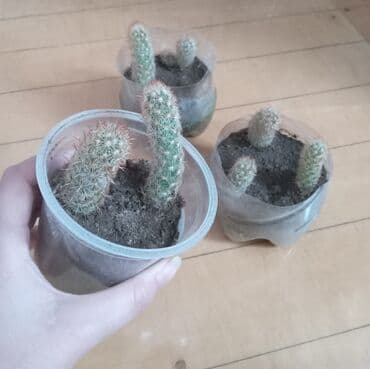 орхидея баку: Kaktus artirmasi,cicekde acir. xususi qulluq teleb etmir. 1 eded — 1