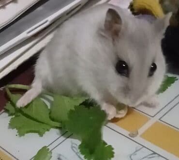 bala doşan: Djungar (cücə) hamsterləri. və 1 Hamster 4Azn - Kiçik ölçülü, sakit — 3