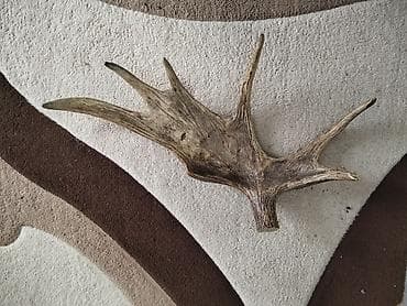 dekor agac: 50 yaşı var minimum Dekorativ maral buynuzu (tək tərəf) — 2