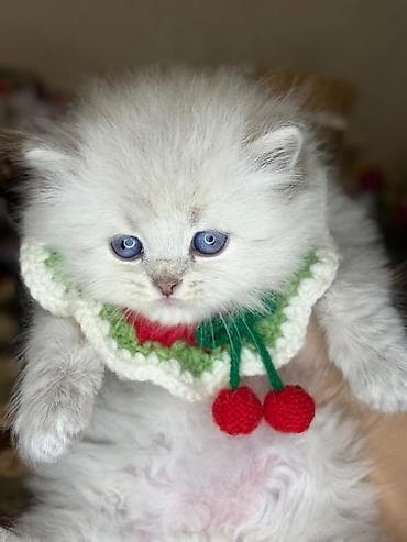 pisik satislari: Şinşilla, Erkək, Yaxşı əllərə, Ünvandan götürmə, Ödənişli çatdırılma — 3