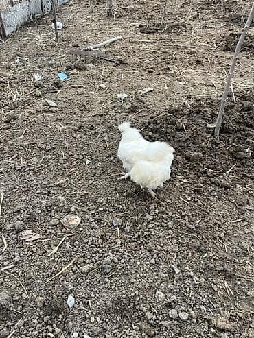 quş satisi: Toyuq, Damazlıq — 3