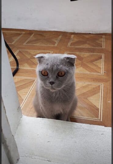 Şotland, Dişi, Yaxşı əllərə, Ödənişli çatdırılma, Ünvandan götürmə