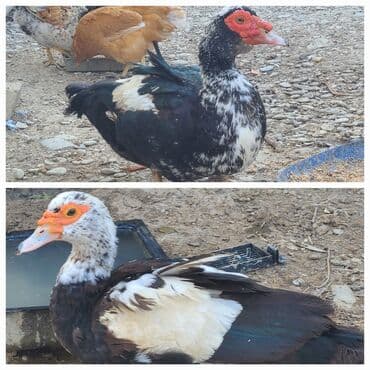 çöl ördeyi: Mullard (misk ördəyi) – 2 baş - Cins: Misk (barbarı/muskovy) - Rəng — 1