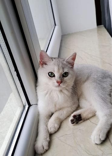 Gəmiricilər: Britan, Erkək, Yaxşı əllərə, Ünvandan götürmə — 2