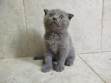 cutlesdirmek ucun pisik: Şotland yastı qulaq — 2