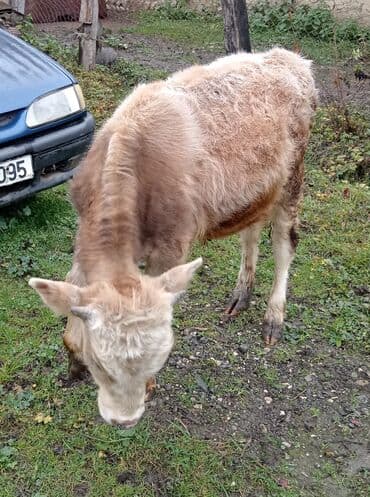 ən ucuz itlər: 9 aylığ erkey danadı tam sağlamdı isdiyən buyursun — 2