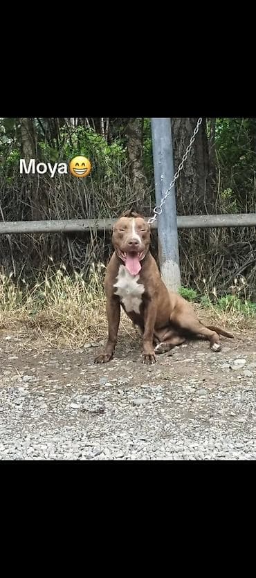 qaz və ördək: Pitbul, Dişi, Peyvəndli, Ünvandan götürmə — 3