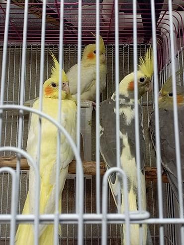 Balıqlar: Sultan (Cockatiel) papağanları tam sağlam quşlardır ele orgesibler — 1