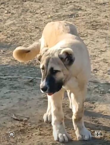 шпиц цена в баку: Кангал — 1