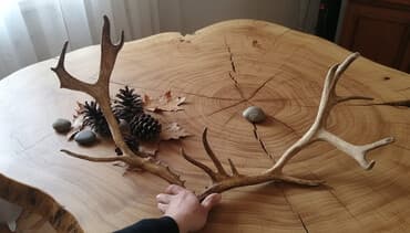 mal eti qiymeti: Təbbi maral buynuzu qiyməti 200 manat — 1