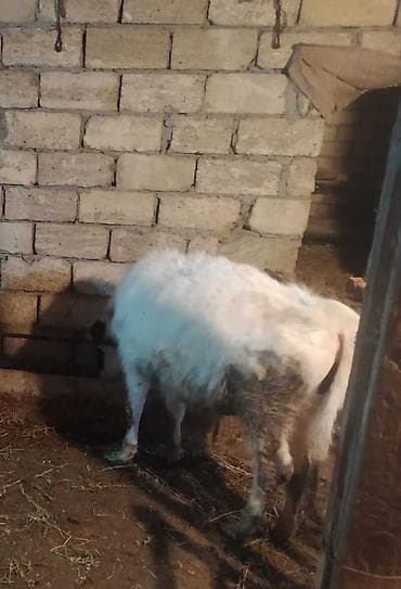 Ala erkek dana təcili satılır öz qapının sağlam heyvanidir fikir ciddi