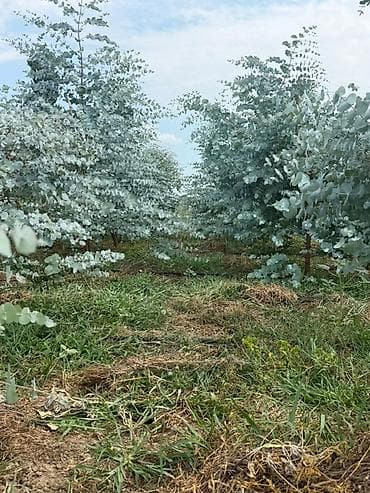 pol seki: Məhsul: Eucalyptus cinerea (Silver Dollar Eucalyptus) budaqları — 2