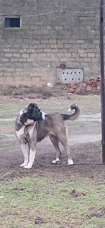 Qurdbasar, 2 il, Dişi, Peyvəndli, Ödənişli çatdırılma