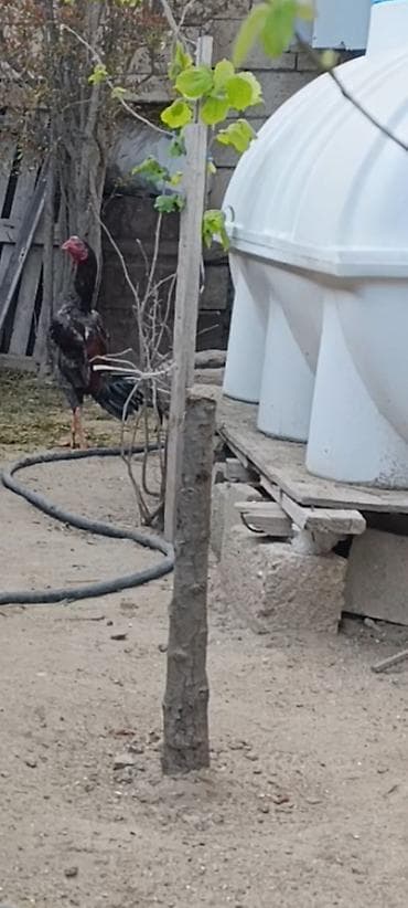 serebrist toyuqlar: Salam aleyküm həyətinde temiz cins saxlamaq isdeyen əlaqə saxlasın. 8 — 4